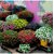 Flower Seeds  Petunia Best Pro Mix Flower Seeds Hybrid Perfect For Terrace/ Balcony/Any Small Space  Garden Plant Seeds