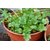 Hybrid Coriander Dhania Seeds For Terrace Gardening,Organic farming , 20 Grams 1000+ Seeds