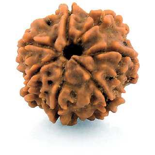 7 Mukhi (Face) Rudraksha Nepali with Certificate of quality