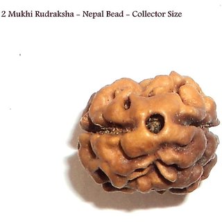 Buy 2 Mukhi Rudraksha Two Face Rudraksha Nepal Bead Lab Certified Online Get 53 Off Rudraksha beads help in disease health rudraksha benefits health power.original nepal 1 mukhi to 21 mukhi rudraksha beads available in nepal there is big difference my rate other rates i will deale 1 to 24 face nepal rudraksha beads see my best wholesale rudraksh bead price list. shopclues