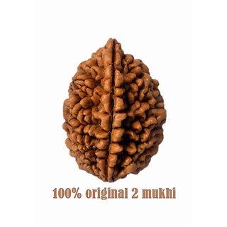 Buy Original Premium Quality 2 Mukhi Face Nepal Rudraksha 2 Mukhi Rudraksh Online Get 85 Off But in this whole world of cheaters in religious matters, getting original rudraksha is like. shopclues