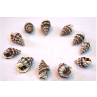 Vishnu Shankh 11Pcs