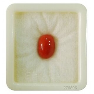                       Jaipur Gemstone 9.25 -Ratti IGLI Red Coral Precious Gemstone                                              
