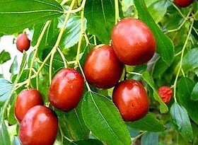 Puspita Nursery Apple Ber Thailand Variety Fruit Known as The Indian Jujube or Chinese Date, Sweet, Crispy and Juicy (Gr