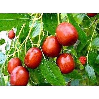 Puspita Nursery Apple Ber Thailand Variety Fruit Known as The Indian Jujube or Chinese Date, Sweet, Crispy and Juicy (Gr