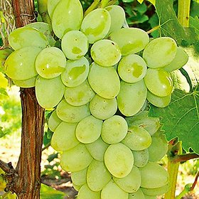 Puspita Nursery Sweet Grapes Live Fruit Plant All Weather Adjustable Hybrid Plant for All Over India