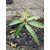 Live Sundari Mango- Grafted Plant-Sweet Fruit Plant - 1 Healthy 1ft+ Height Fruit Plant