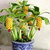 Dwarf Banana Tree Seeds Mini Bonsai Plant Exotic Rare Fruits Garden Decor 25 seeds pack