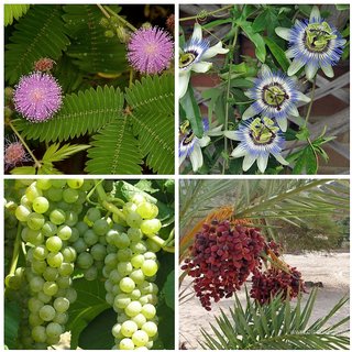 Dwarf Potted Fruit Herb Seeds Combo - Dates Passionfruit Grape Mimosa