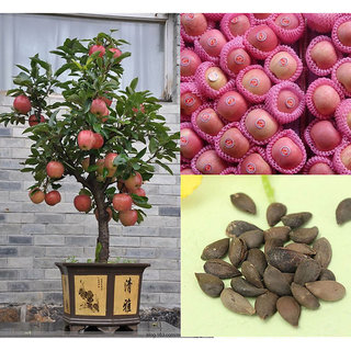 Buy Imported Bonsai Red Fuji Apple Tree Seeds Garden Outdoor Fruit Seed 10 Seeds Online 299 From Shopclues