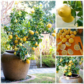 10Pcs Rare Lemon Tree Seed Indoor Outdoor Heirloom Fruit Plant Seeds Home Garden