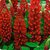 Red Lupine (Lupinus polyphyllus) Krasnyi Organic Flowers Seed - 10 SEEDS PACK