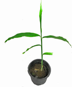 Raj Garden Plants Cardamom Live, Chhoti Elachi Illaichi, Choti Ilaychi, Hari Ilyachi Plant