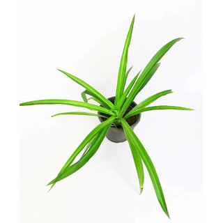 Raj Gatden Plants Chlorophytum tuberosum Live Plant
