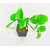 Raj Garden Plants Money Plant,Dhanlaxmi Plant, Golden Pothos Scindapsus Aures Plant
