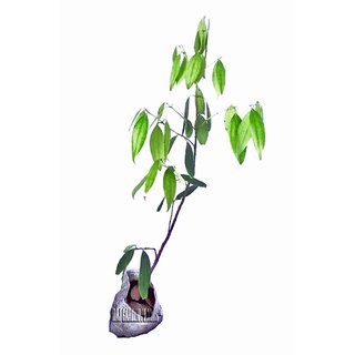 Raj Garden Plants Bay Leaf, Tejpatta Spice Plant,   Live Plant , Bay Leaves plant