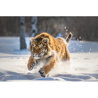 Buy lion running | sticker paper |Sticker Paper Poster, 12x18 Inch ...