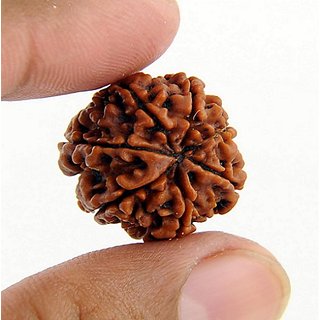 Certified Natural 7 Mukhi /Face Rudraksha Beads By CEYLONMINE Certified Natural 7 Mukhi /Face Rudraksha Beads By CEYLONMINE