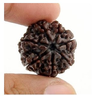                       7 Mukhi Rudraksha Beads Certified Shiv Shakti Beads Ceylonmine                                              