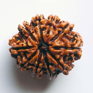                       Natural 10 Mukhi / Face Rudraksha Beads Original  Lab Certified shiv beads by CEYLONMINE                                              