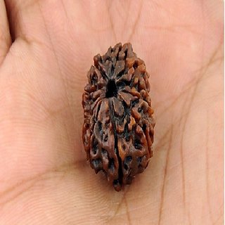                       Shiv Shakti Moksha 10 Mukhi Rudraksha Beads By Ceylonmine                                              