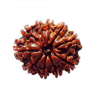                       Lab Certified 10 Mukhi Beads (Shiv Shakti) Ten Face Rudraksha CEYLONMINE                                              