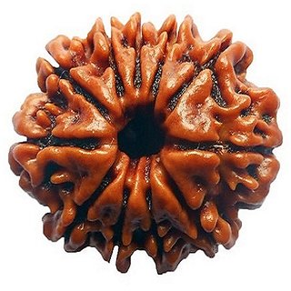 Original Certified Moksha Shiv Beads 11 Mukhi Rudraksha BY CEYLONMINE Original Certified Moksha Shiv Beads 11 Mukhi Rudraksha BY CEYLONMINE
