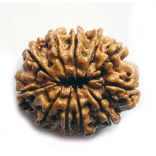 Certified Natural 11 Mukhi /Face Rudraksha Beads By CEYLONMINE Certified Natural 11 Mukhi /Face Rudraksha Beads By CEYLONMINE