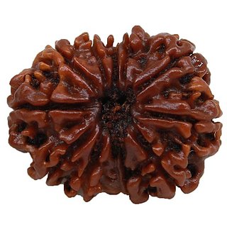                       Natural 11 Mukhi / Face Rudraksha Beads Original  Lab Certified shiv beads by CEYLONMINE.                                              