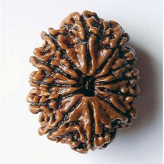 Certified Natural 12 Mukhi /Face Rudraksha Beads By CEYLONMINE Certified Natural 12 Mukhi /Face Rudraksha Beads By CEYLONMINE