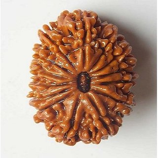                       14 Mukhi Rudraksha Natural  Original beads (Shiv Beads) 14 Face Rudraksha By CEYLONMINE                                              