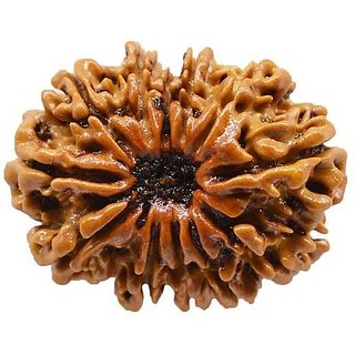                       12 Mukhi Rudraksha Beads Original  Certified  Shiv Shakti Beads CEYLONMINE                                              