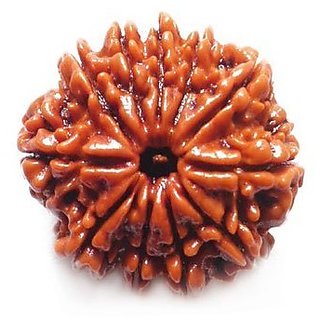                       Certified  Natural 12 Mukhi /Face Rudraksha Beads By CEYLONMINE                                              