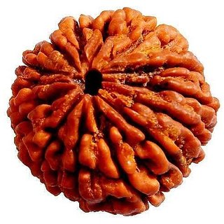                       14 Mukhi Beads Shiv Shakti14 Face Rudraksha Ceylonmine.                                              