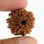 10 Mukhi /Face Shiv Shakti Moksha Beads Natural Rudraksha Beads By CEYLONMINE