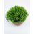 HOME DECORATING PLANT 1 PIECE