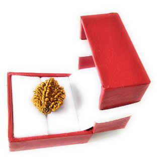 2 Mukhi Rudraksha (2 Face Bead) 2 Mukhi Rudraksha (2 Face Bead)