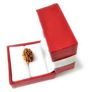 3 Mukhi Rudraksha (3 Face Bead) 3 Mukhi Rudraksha (3 Face Bead)