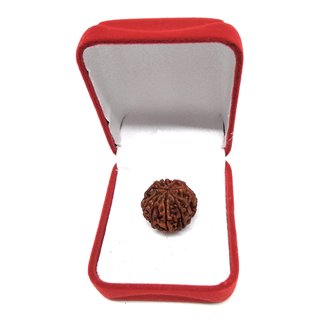 9 Mukhi Rudraksha (9 Face Beads) 9 Mukhi Rudraksha (9 Face Beads)