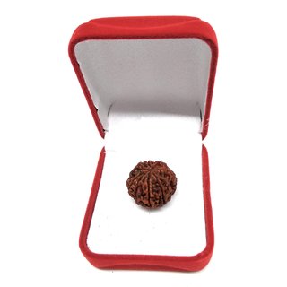                       9 Mukhi Rudraksha (9 Face Beads)                                              