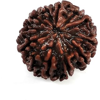 11 Mukhi Rudraksha (11 Face Beads)