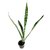 Raj Garden Plants Good Luck Green Variegated Indoor Air-refresher Snake Plant