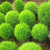 Rare Kochia Scoparia Grass Seeds Showy Grow Rapid Exotic Hardy Plant