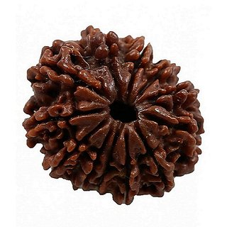 12 Facemukhi Rudraksha Natural 12 Face Shiv Shakti Beads For 12 Facemukhi Rudraksha Natural 12 Face Shiv Shakti Beads For