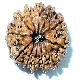 Original Certified Moksha Shiv Beads 12 Face Rudraksha BY CEYLONMINE Original Certified Moksha Shiv Beads 12 Face Rudraksha BY CEYLONMINE