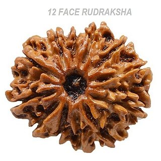                       100 Original  And Lab Certified 12 Mukhi /Face Rudraksha Beads By CEYLONMINE                                              