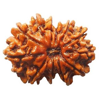 Lab Certified 12 Mukhi/Twelve Face Rudraksha Beads BY CEYLONMNE Lab Certified 12 Mukhi/Twelve Face Rudraksha Beads BY CEYLONMNE