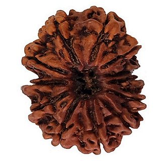 Certified 12 Mukhi/Face Rudraksha Beads Natural Original Beads By CEYLONMINE Certified 12 Mukhi/Face Rudraksha Beads Natural Original Beads By CEYLONMINE