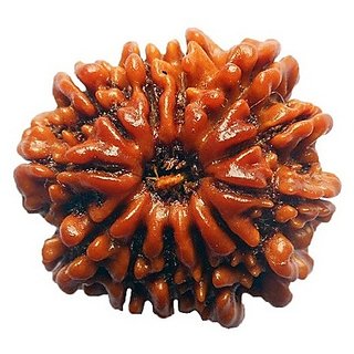 Shiv Shakti Rudraksha Beads 12 Face Rudraksha Beads For Astrological Purpose By CEYLONMINE Shiv Shakti Rudraksha Beads 12 Face Rudraksha Beads For Astrological Purpose By CEYLONMINE