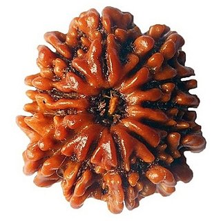 100 Original And Lab Certified 12 Mukhi /Face Rudraksha Beads By CEYLONMINE 100 Original And Lab Certified 12 Mukhi /Face Rudraksha Beads By CEYLONMINE